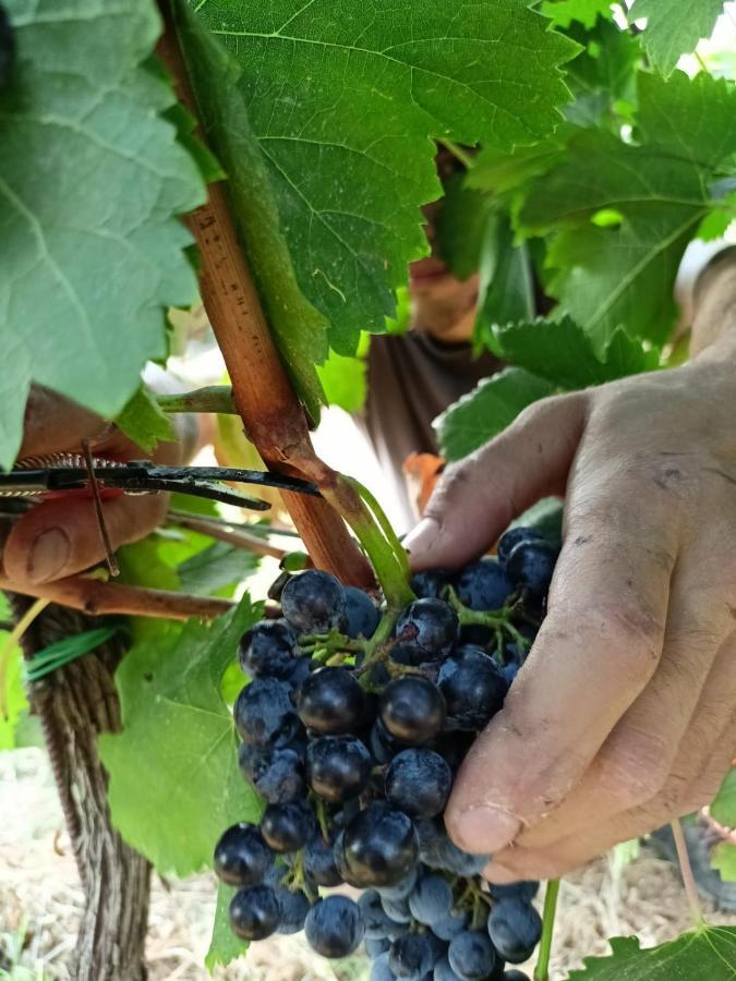 Agriturismo Colle Vento ชูเวเรโต ภายนอก รูปภาพ