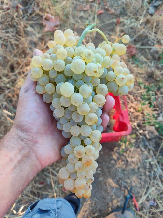 Agriturismo Colle Vento ชูเวเรโต ภายนอก รูปภาพ